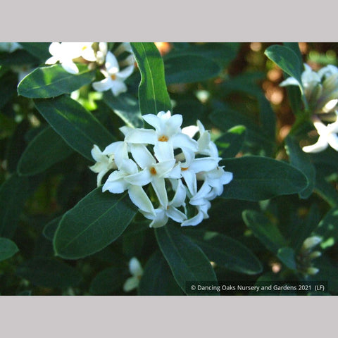 Shrubs ~ Daphne x transatlantica 'Blafra' Eternal Fragrance PPAF, Eternal Fragrance Daphne ~ Dancing Oaks Nursery and Gardens ~ Retail Nursery ~ Mail Order Nursery