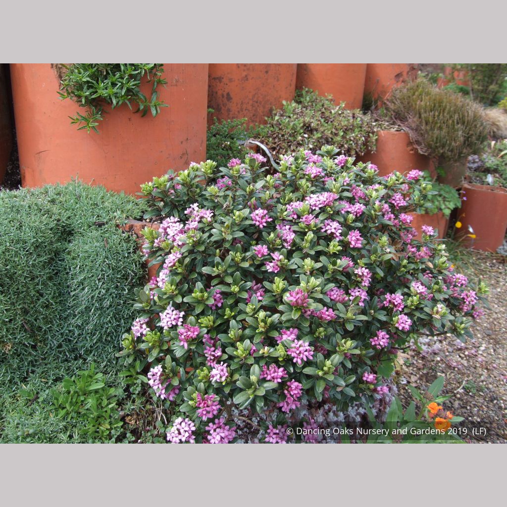 Daphne domini – Dancing Oaks Nursery and Gardens