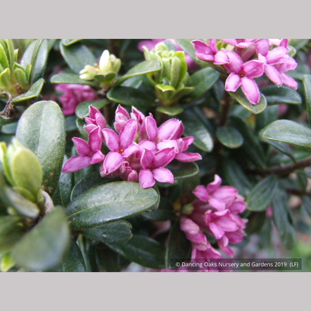 Daphne domini – Dancing Oaks Nursery and Gardens