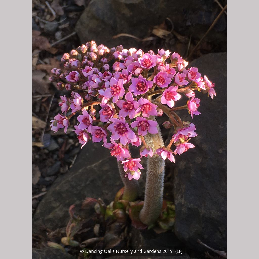 Darmera peltata, Indian Rhubarb – Dancing Oaks Nursery and Gardens