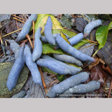Shrubs ~ Decaisnea fargesii, Blue Bean Shrub ~ Dancing Oaks Nursery and Gardens ~ Retail Nursery ~ Mail Order Nursery