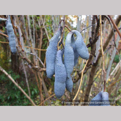 Shrubs ~ Decaisnea fargesii, Blue Bean Shrub ~ Dancing Oaks Nursery and Gardens ~ Retail Nursery ~ Mail Order Nursery