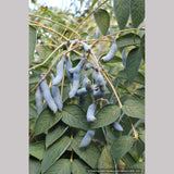 Shrubs ~ Decaisnea fargesii, Blue Bean Shrub ~ Dancing Oaks Nursery and Gardens ~ Retail Nursery ~ Mail Order Nursery