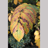 Shrubs ~ Decaisnea fargesii, Blue Bean Shrub ~ Dancing Oaks Nursery and Gardens ~ Retail Nursery ~ Mail Order Nursery