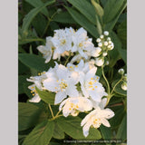 Shrubs ~ Deutzia aff. discolor DJHH 14112, Hubei Province Deutzia ~ Dancing Oaks Nursery and Gardens ~ Retail Nursery ~ Mail Order Nursery