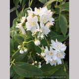 Shrubs ~ Deutzia aff. discolor DJHH 14112, Hubei Province Deutzia ~ Dancing Oaks Nursery and Gardens ~ Retail Nursery ~ Mail Order Nursery