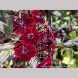 Dianthus barbatus 'Heart Attack', Sweet William