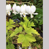 Perennials ~ Lamprocapnos (syn. Dicentra) spectabilis 'White Gold' PPAF, Bleeding Heart ~ Dancing Oaks Nursery and Gardens ~ Retail Nursery ~ Mail Order Nursery