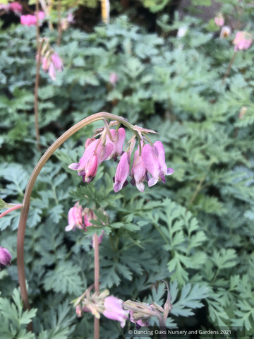 Perennials ~ Dicentra formosa 'Spring Magic', Bleeding Heart ~ Dancing Oaks Nursery and Gardens ~ Retail Nursery ~ Mail Order Nursery