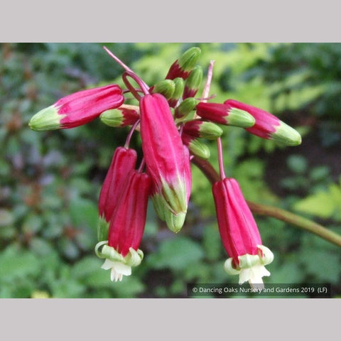 Bulbs & Tubers ~ Dichelostemma ida-maia (syn. Brodiaea coccinea), Firecracker Flower ~ Dancing Oaks Nursery and Gardens ~ Retail Nursery ~ Mail Order Nursery