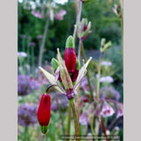 Bulbs & Tubers ~ Dichelostemma ida-maia (syn. Brodiaea coccinea), Firecracker Flower ~ Dancing Oaks Nursery and Gardens ~ Retail Nursery ~ Mail Order Nursery