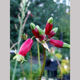Bulbs & Tubers ~ Dichelostemma ida-maia (syn. Brodiaea coccinea), Firecracker Flower ~ Dancing Oaks Nursery and Gardens ~ Retail Nursery ~ Mail Order Nursery