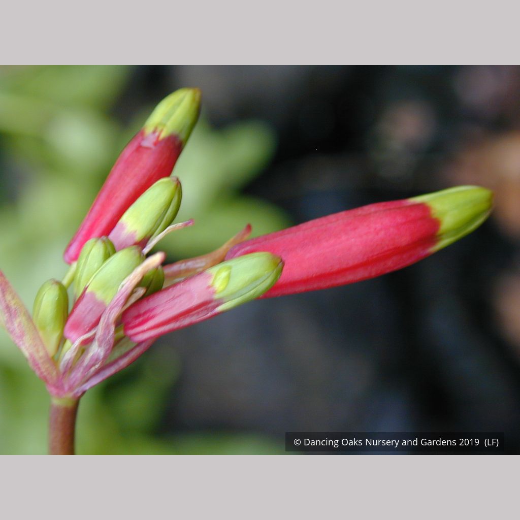 emocalm dacia plant Dichelostemma ida-maia (syn. Brodiaea coccinea), Firecracker Flower –  Dancing Oaks Nursery and Gardens