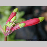 Bulbs & Tubers ~ Dichelostemma ida-maia (syn. Brodiaea coccinea), Firecracker Flower ~ Dancing Oaks Nursery and Gardens ~ Retail Nursery ~ Mail Order Nursery