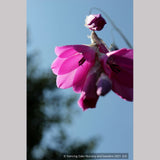 Perennials ~ Dierama pulcherrimum, Angel's Fishing Rod ~ Dancing Oaks Nursery and Gardens ~ Retail Nursery ~ Mail Order Nursery