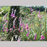 Perennials ~ Dierama pulcherrimum, Angel's Fishing Rod ~ Dancing Oaks Nursery and Gardens ~ Retail Nursery ~ Mail Order Nursery