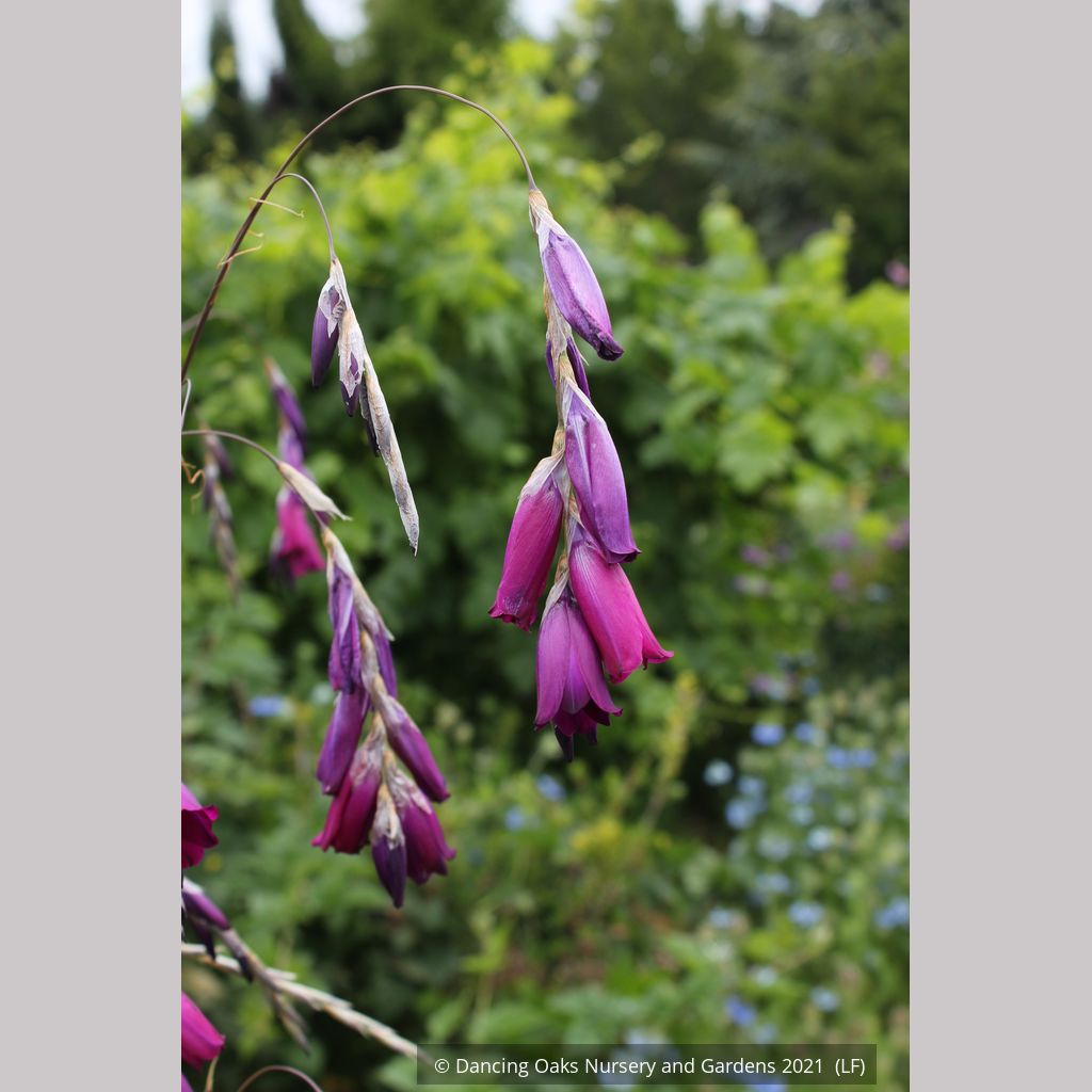 Dierama pulcherrimum, Angel's Fishing Rod – Dancing Oaks Nursery