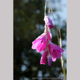 Perennials ~ Dierama pulcherrimum, Angel's Fishing Rod ~ Dancing Oaks Nursery and Gardens ~ Retail Nursery ~ Mail Order Nursery