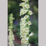 Perennials ~ Digitalis species, Perennial Foxglove ~ Dancing Oaks Nursery and Gardens ~ Retail Nursery ~ Mail Order Nursery