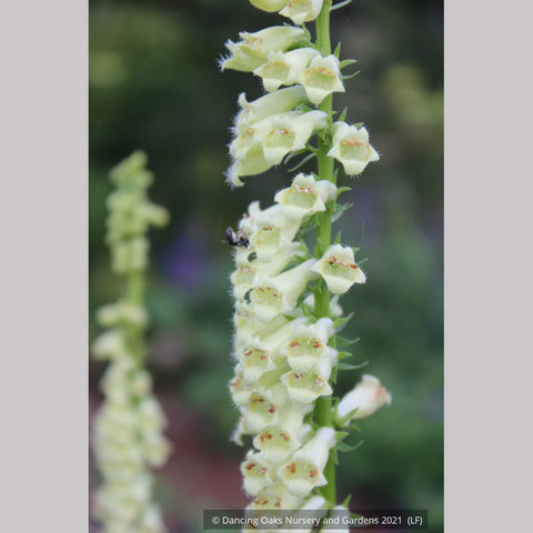 Perennials ~ Digitalis species, Perennial Foxglove ~ Dancing Oaks Nursery and Gardens ~ Retail Nursery ~ Mail Order Nursery