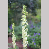 Perennials ~ Digitalis species, Perennial Foxglove ~ Dancing Oaks Nursery and Gardens ~ Retail Nursery ~ Mail Order Nursery