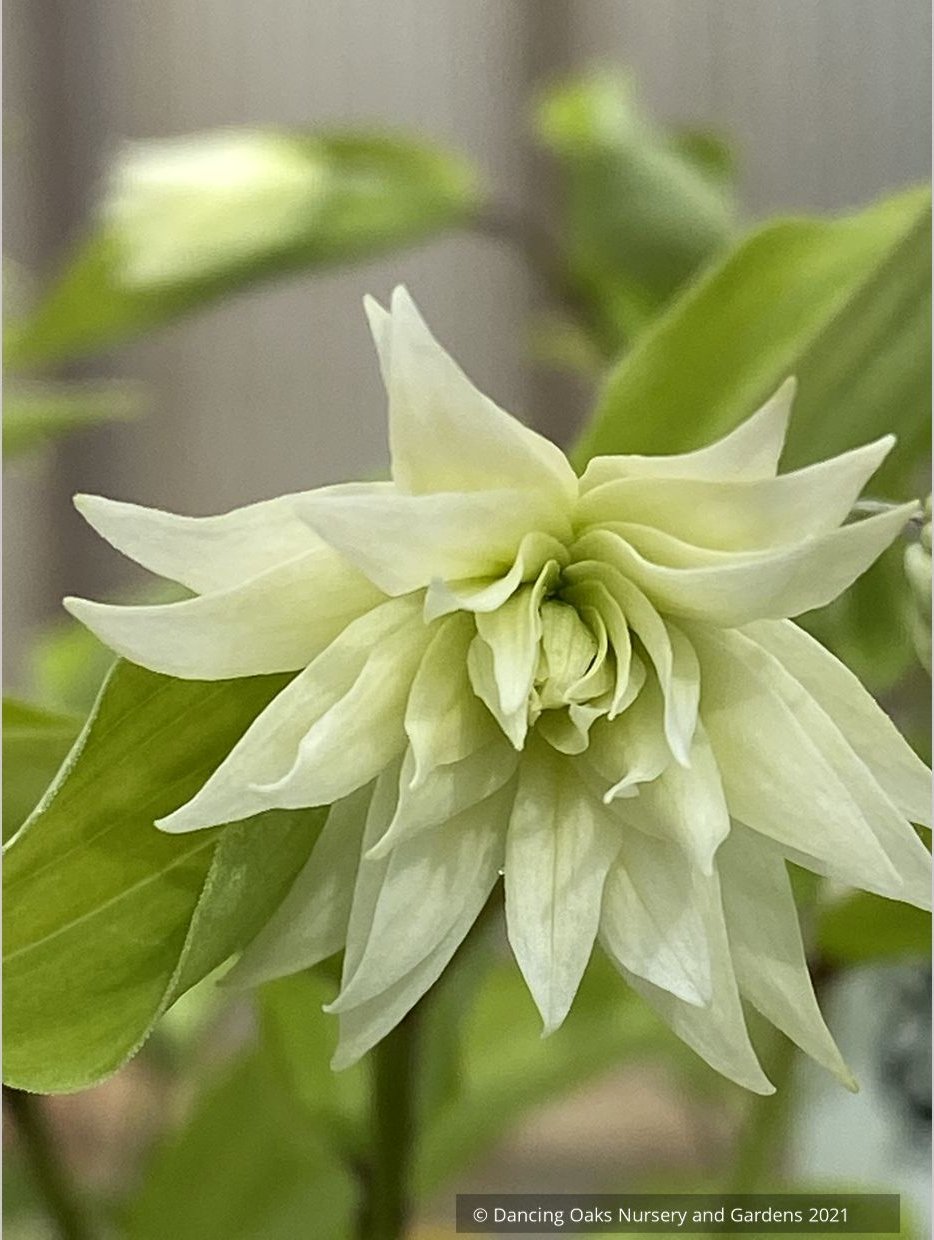 Disporum smilacinum 'Flore Pleno', Double Fairy Lantern