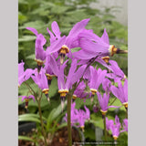 Dodecatheon meadia 'Aphrodite', Shooting Star