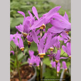 Dodecatheon meadia 'Aphrodite', Shooting Star