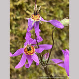 Dodecatheon meadia 'Queen Victoria', Shooting Star