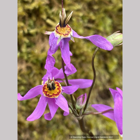 Dodecatheon meadia 'Queen Victoria', Shooting Star