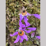 Dodecatheon meadia 'Queen Victoria', Shooting Star