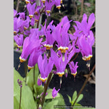 Bulbs & Tubers ~ Dodecatheon meadia, Shooting Star ~ Dancing Oaks Nursery and Gardens ~ Retail Nursery ~ Mail Order Nursery