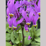 Bulbs & Tubers ~ Dodecatheon meadia, Shooting Star ~ Dancing Oaks Nursery and Gardens ~ Retail Nursery ~ Mail Order Nursery