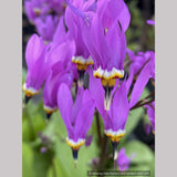 Bulbs & Tubers ~ Dodecatheon meadia, Shooting Star ~ Dancing Oaks Nursery and Gardens ~ Retail Nursery ~ Mail Order Nursery