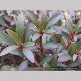 Shrubs ~ Tasmannia lanceolata (syn. Drimys lanceolata), Tasmanian Pepper Bush ~ Dancing Oaks Nursery and Gardens ~ Retail Nursery ~ Mail Order Nursery
