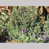 Shrubs ~ Tasmannia lanceolata (syn. Drimys lanceolata), Tasmanian Pepper Bush ~ Dancing Oaks Nursery and Gardens ~ Retail Nursery ~ Mail Order Nursery