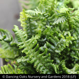 Ferns ~ Dryopteris affinis 'Crispa Gracilis' ~ Dancing Oaks Nursery and Gardens ~ Retail Nursery ~ Mail Order Nursery