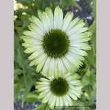 Echinacea 'Green Jewel' PP18,678, Coneflower