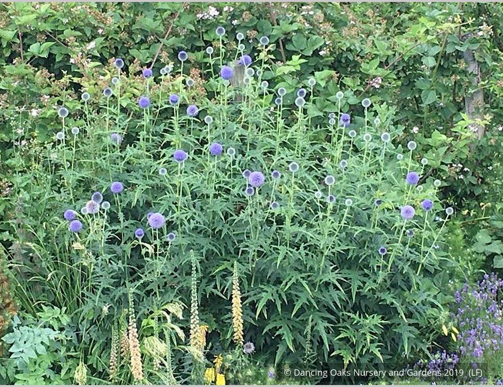 Perennials ~ Echinops - Russ Graham selection ~ Dancing Oaks Nursery and Gardens ~ Retail Nursery ~ Mail Order Nursery