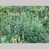 Perennials ~ Echinops - Russ Graham selection ~ Dancing Oaks Nursery and Gardens ~ Retail Nursery ~ Mail Order Nursery