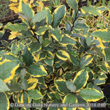 Shrubs ~ Elaeagnus x ebbingei 'Olive Martini™ (syn. 'Viveleg') PP20177, Olive Martini Eleagnus ~ Dancing Oaks Nursery and Gardens ~ Retail Nursery ~ Mail Order Nursery