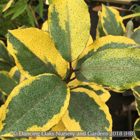 Shrubs ~ Elaeagnus x ebbingei 'Olive Martini™ (syn. 'Viveleg') PP20177, Olive Martini Eleagnus ~ Dancing Oaks Nursery and Gardens ~ Retail Nursery ~ Mail Order Nursery