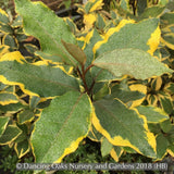 Shrubs ~ Elaeagnus x ebbingei 'Olive Martini™ (syn. 'Viveleg') PP20177, Olive Martini Eleagnus ~ Dancing Oaks Nursery and Gardens ~ Retail Nursery ~ Mail Order Nursery