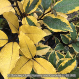 Shrubs ~ Elaeagnus x ebbingei 'Olive Martini™ (syn. 'Viveleg') PP20177, Olive Martini Eleagnus ~ Dancing Oaks Nursery and Gardens ~ Retail Nursery ~ Mail Order Nursery