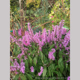 Perennials ~ Elsholtzia stauntonii, Chinese Mint Shrub ~ Dancing Oaks Nursery and Gardens ~ Retail Nursery ~ Mail Order Nursery