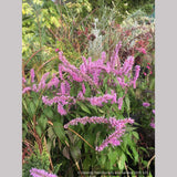 Perennials ~ Elsholtzia stauntonii, Chinese Mint Shrub ~ Dancing Oaks Nursery and Gardens ~ Retail Nursery ~ Mail Order Nursery
