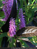 Perennials ~ Elsholtzia stauntonii, Chinese Mint Shrub ~ Dancing Oaks Nursery and Gardens ~ Retail Nursery ~ Mail Order Nursery