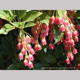 Shrubs ~ Enkianthus campanulatus 'Showy Lantern', Redvein Enkianthus ~ Dancing Oaks Nursery and Gardens ~ Retail Nursery ~ Mail Order Nursery