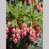 Shrubs ~ Enkianthus campanulatus 'Showy Lantern', Redvein Enkianthus ~ Dancing Oaks Nursery and Gardens ~ Retail Nursery ~ Mail Order Nursery