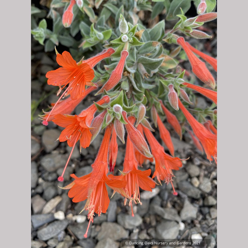 Epilobium (syn Zauschneria) canum 'Cloverdale', California